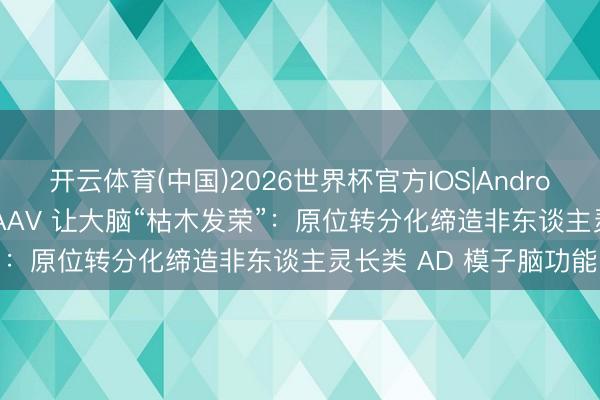 开云体育(中国)2026世界杯官方IOS|Android手机app下载 一针 AAV 让大脑“枯木发荣”：原位转分化缔造非东谈主灵长类 AD 模子脑功能